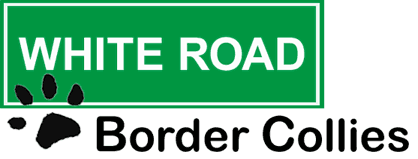 White Road Border Collies Logo